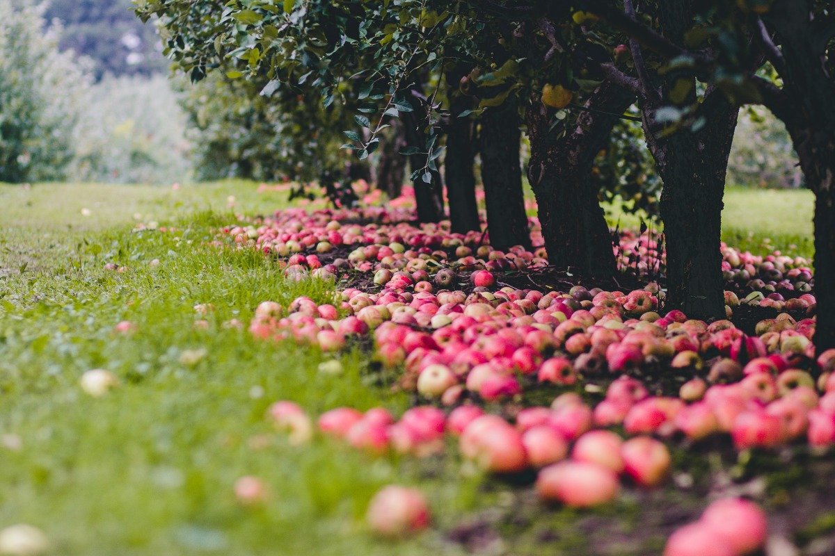8 Orchards for the Best Apple Picking in MidCoast Maine + UPick Tips